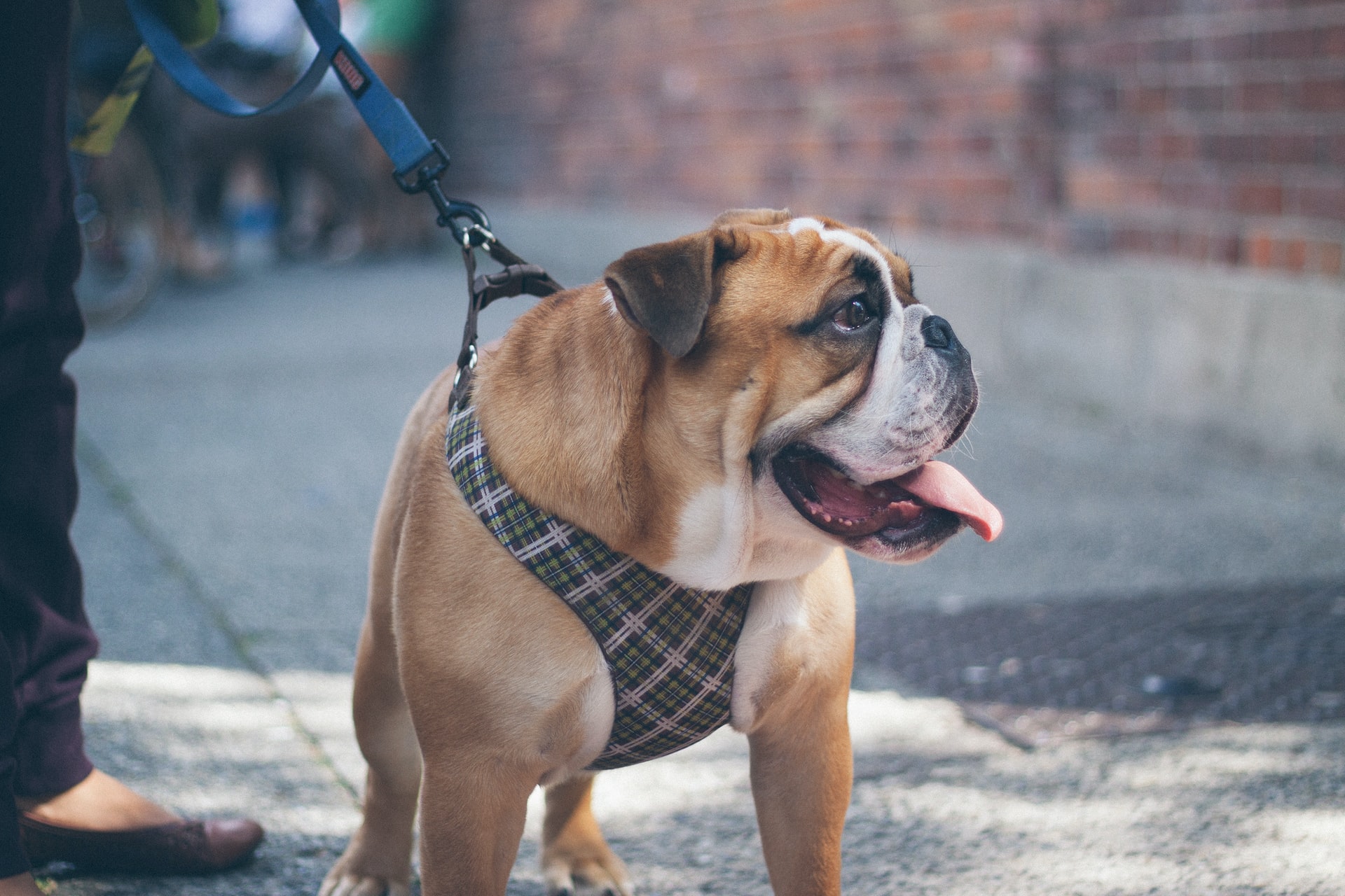 Hundeseler