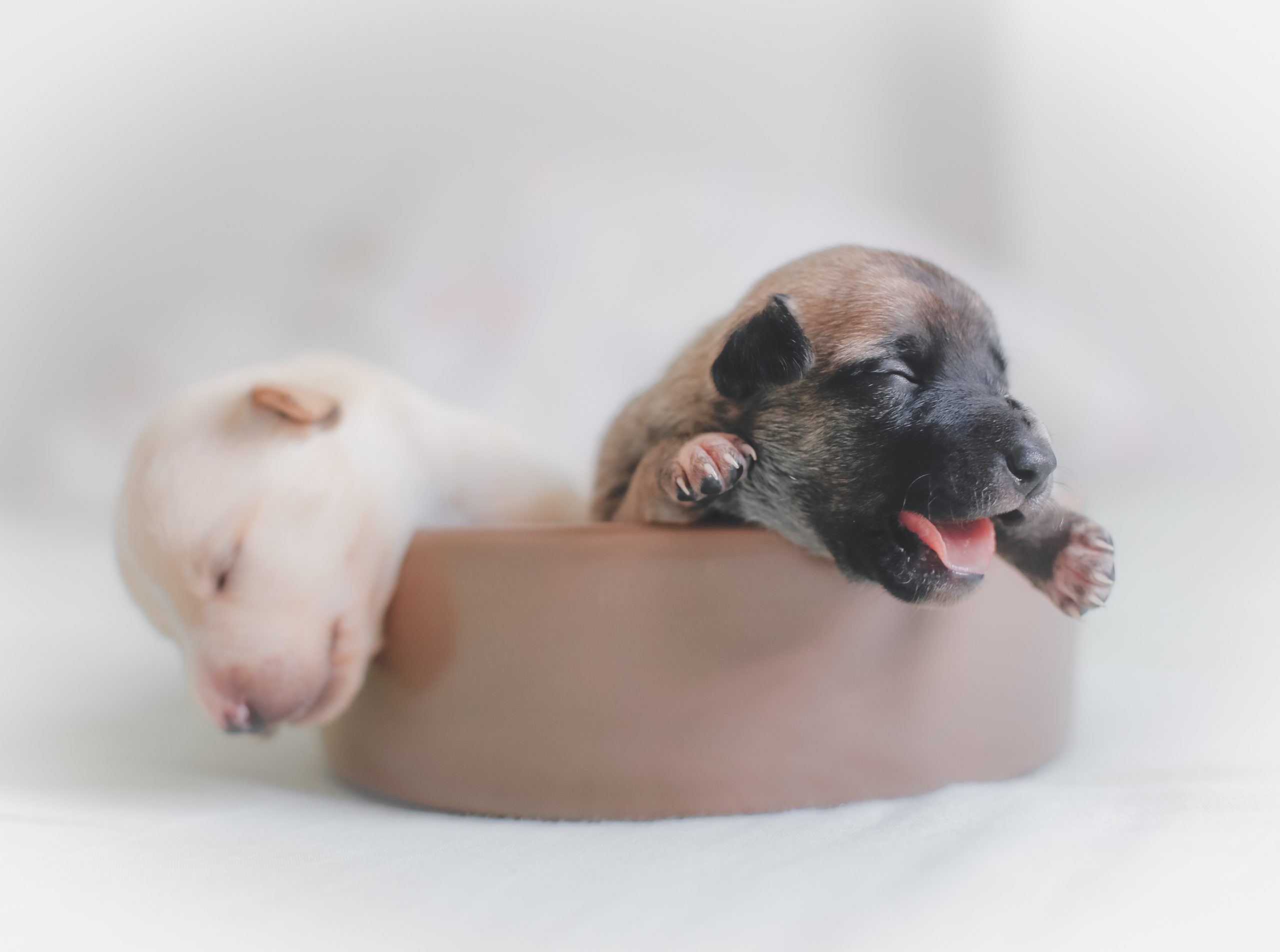 Hvor meget sover hunde