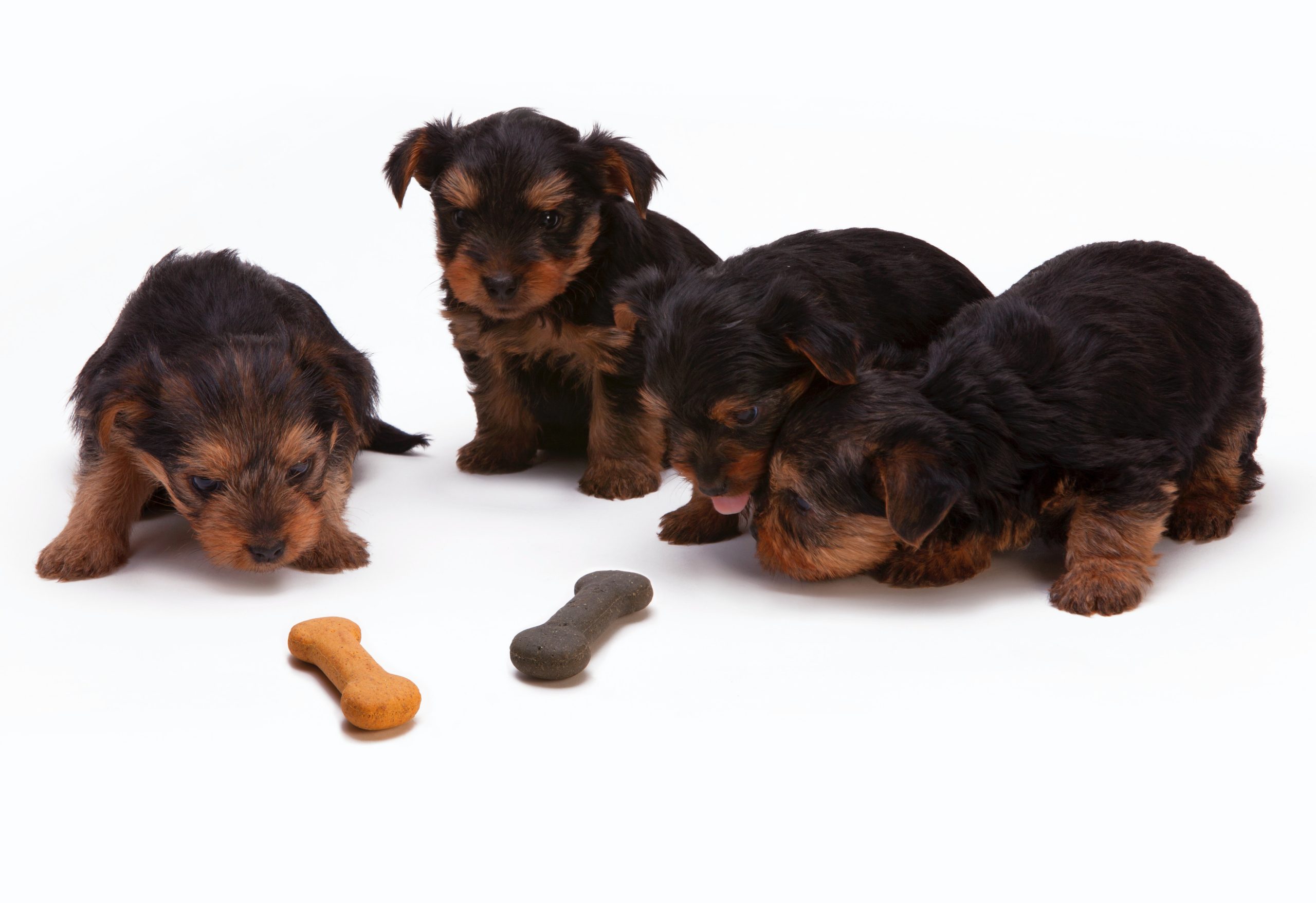 Hvor meget spiser hunde