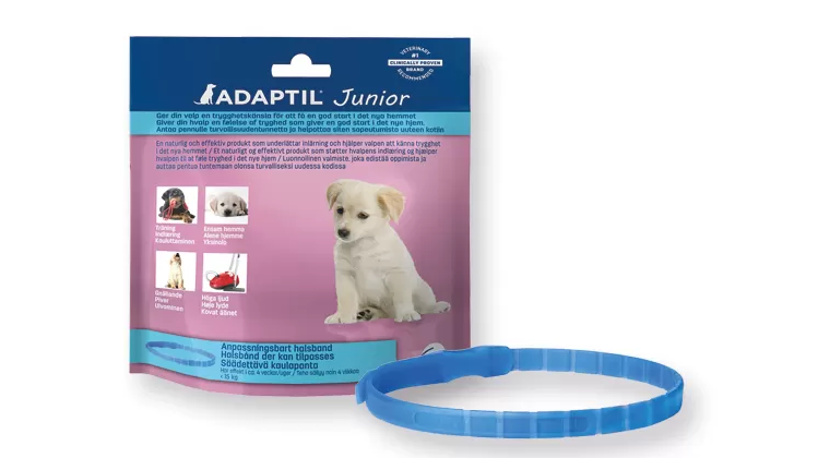 Hundehalsbånd til hvalp