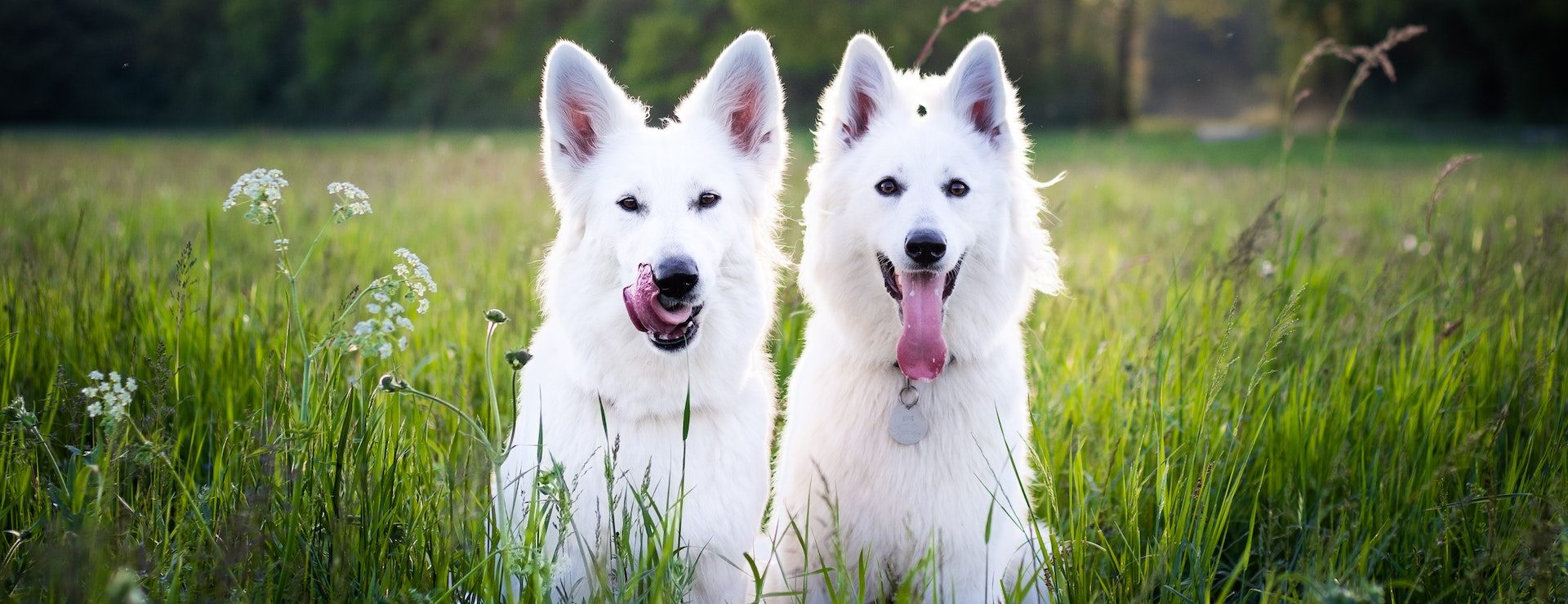 Udstyr til hund