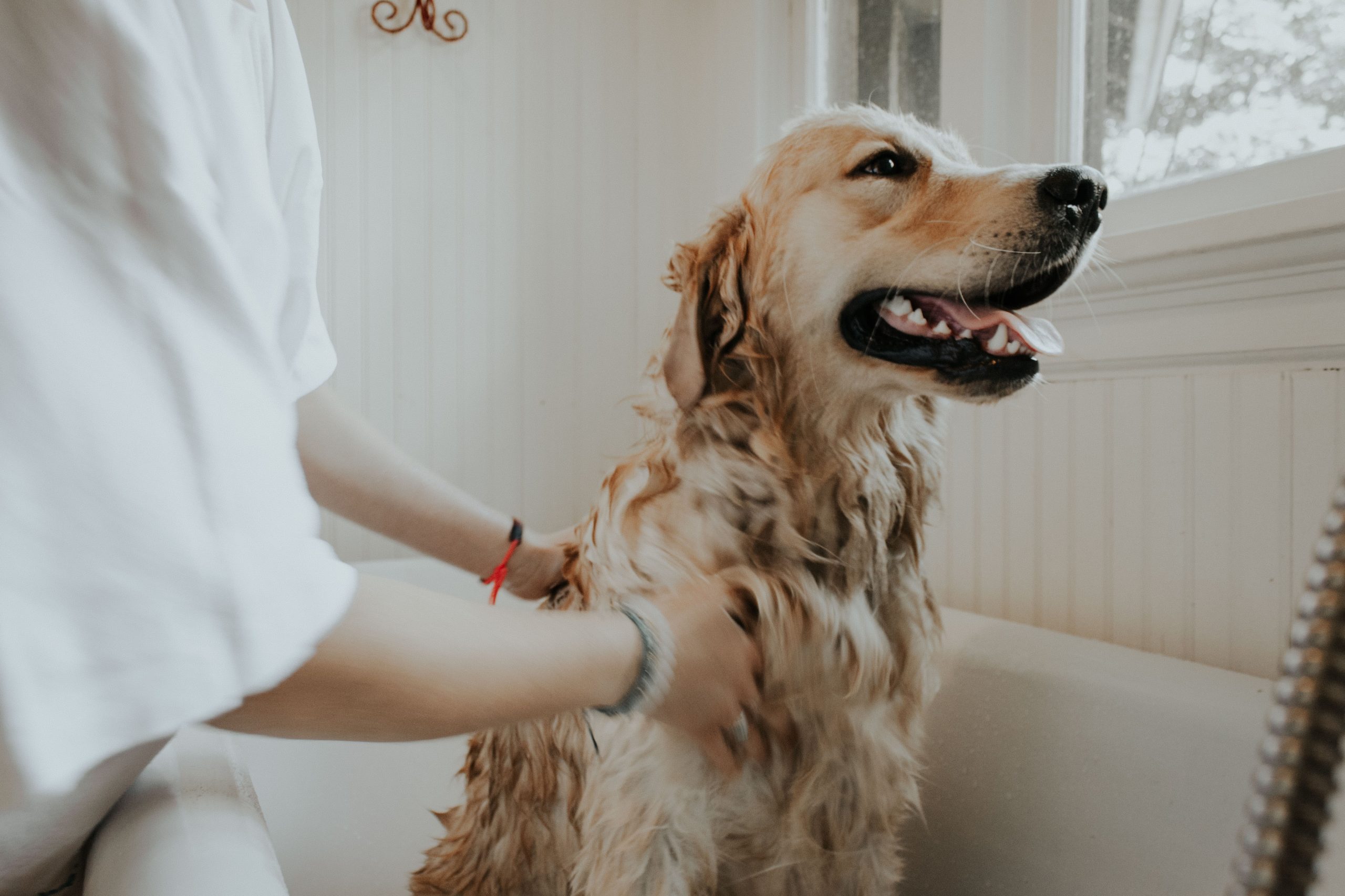 Hundeshampoo - Få de anbefalinger