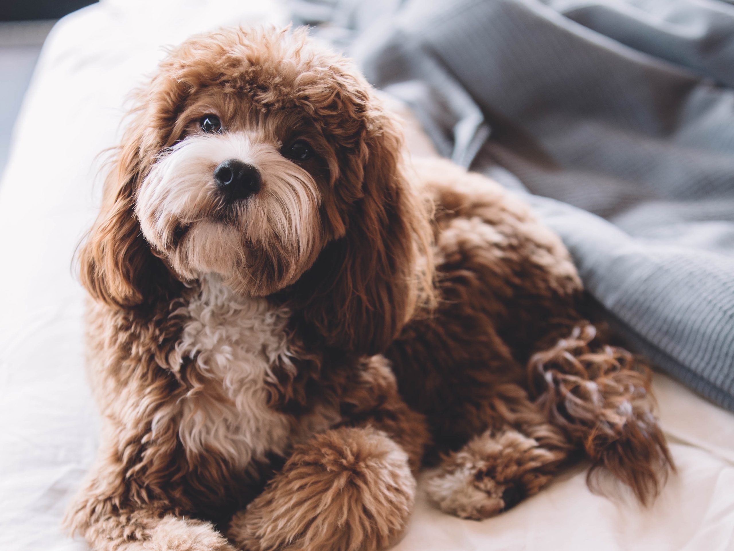 Pelspleje til hund
