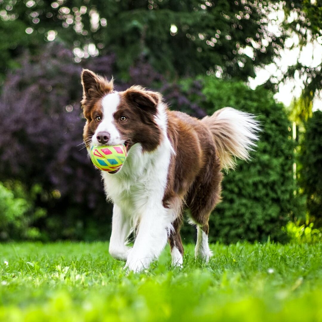 Udstyr til hund