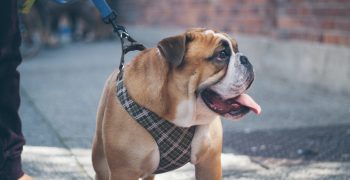 Hundeseler