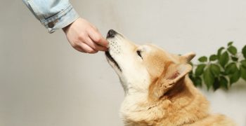 Hvor meget spiser hunde