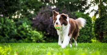 Udstyr til hund