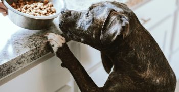 hundefoder